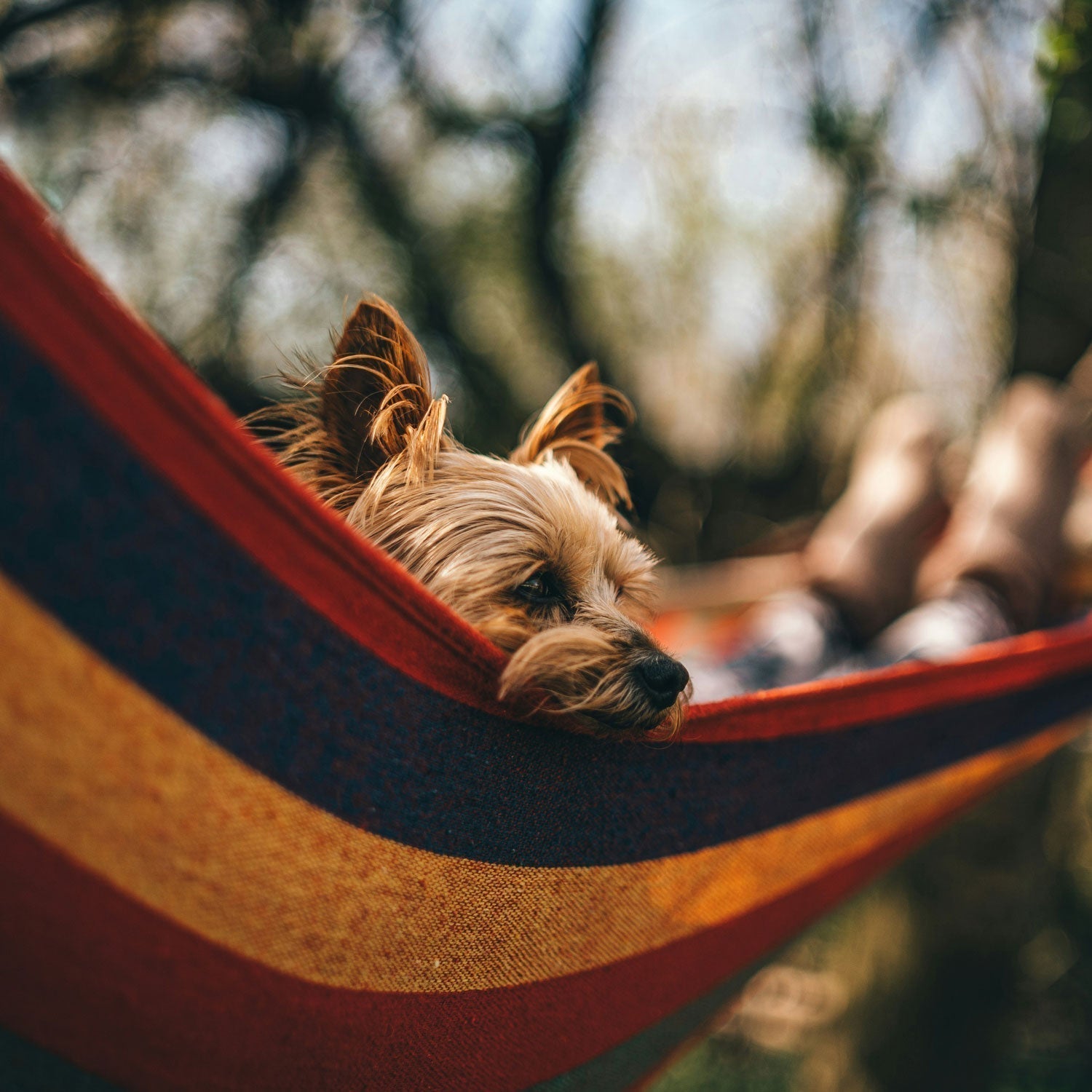 Camping mit Hund – Die Freiheit der Natur genießen